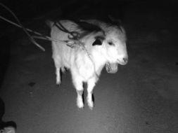 小羊最新爆料网站是什么,小羊最新爆料网站大起底! 第1张 小羊最新爆料网站是什么,小羊最新爆料网站大起底! 第1张